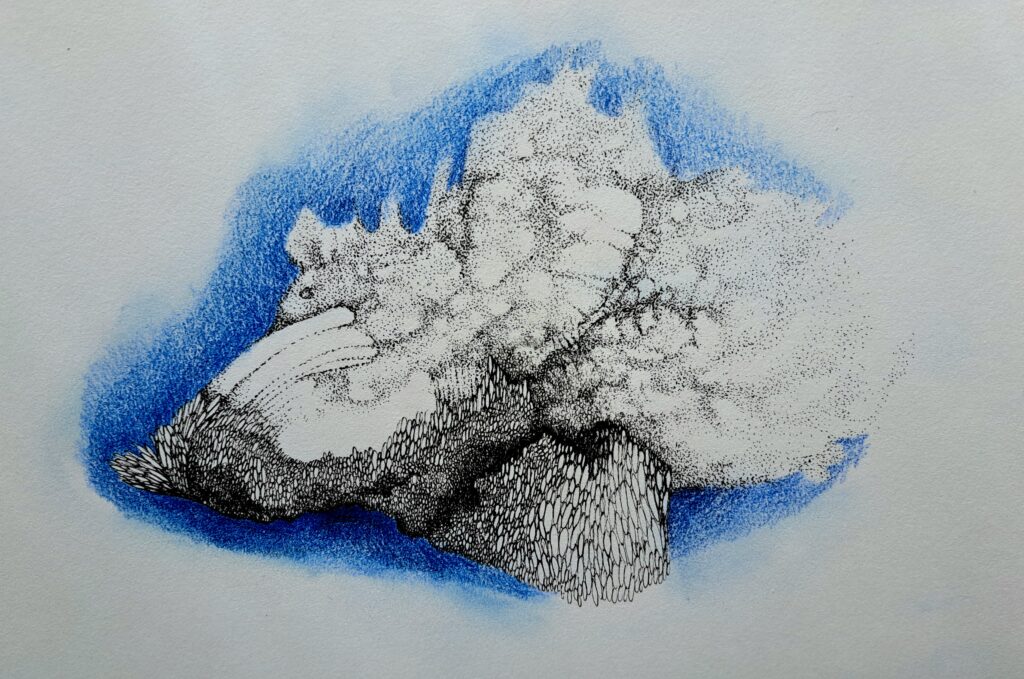 Dessin du jour, lucie delperie51
